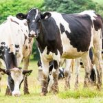 To purchase and raise Cows