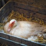 To purchase and raise a Family of Ducks per household for food