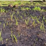 Ecosystem Regeneration