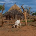 To purchase and raise Goats