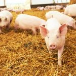 To purchase and raise 1 Pig/Piglet