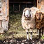 To purchase and raise Sheep